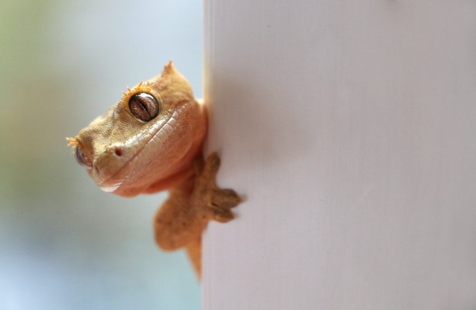 The Great Debate: Should You Choose a Reptile or Amphibian as Your Next House Pet?