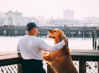 A Dog’s Duty: Fetching Mail for His Beloved Owners