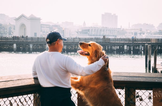 A Dog’s Duty: Fetching Mail for His Beloved Owners