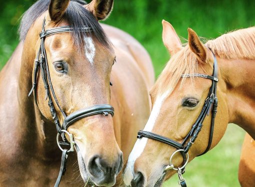 The Unsung Heroes of Mexico’s Horse Community: Meet the Roving Veterinarians Making a Difference