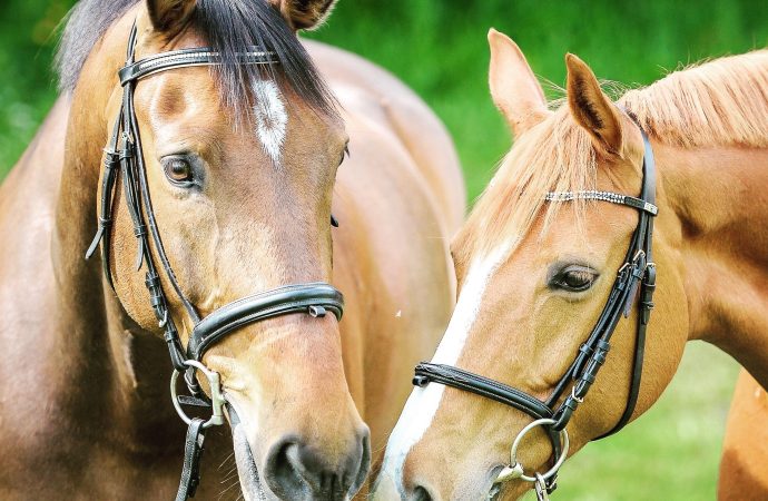 The Unsung Heroes of Mexico’s Horse Community: Meet the Roving Veterinarians Making a Difference