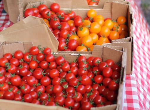 Can Dogs Eat Tomatoes? A Guide to Safe Fruits and Veggies for Your Pup