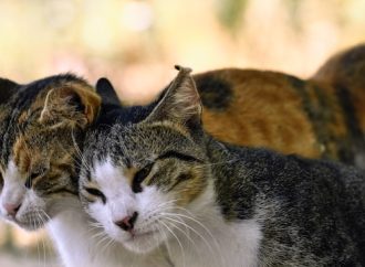 Community of Street Cats