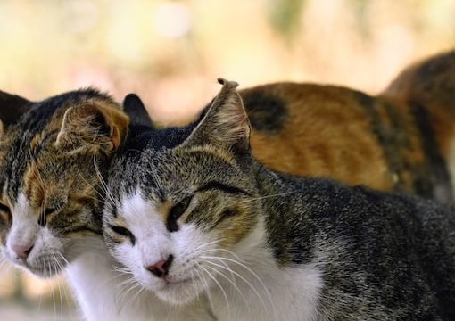 Community of Street Cats