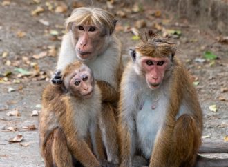 The Monkey Shortage: How the U.S. Is Coping with a Lack of Research Primates