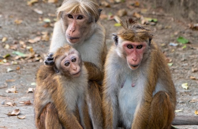 The Monkey Shortage: How the U.S. Is Coping with a Lack of Research Primates