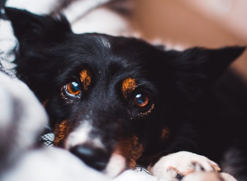 Seeing the world through your dog’s eyes: Understanding their color vision