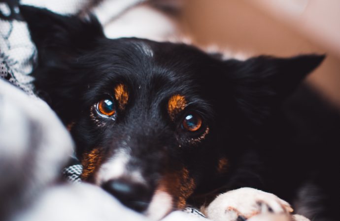 Seeing the world through your dog’s eyes: Understanding their color vision