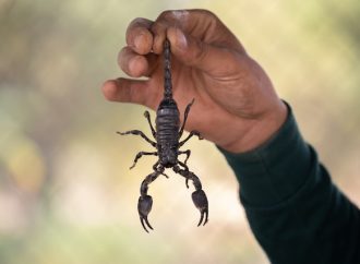 The Impact of Scorpion Stings on Human Health