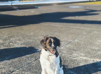 Flying with Fido: Tips for Traveling with Your Dog on a Plane