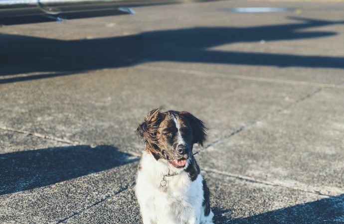 Flying with Fido: Tips for Traveling with Your Dog on a Plane