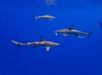 Unmasking the Real Culprit: The Hidden Threats to Shark Biodiversity