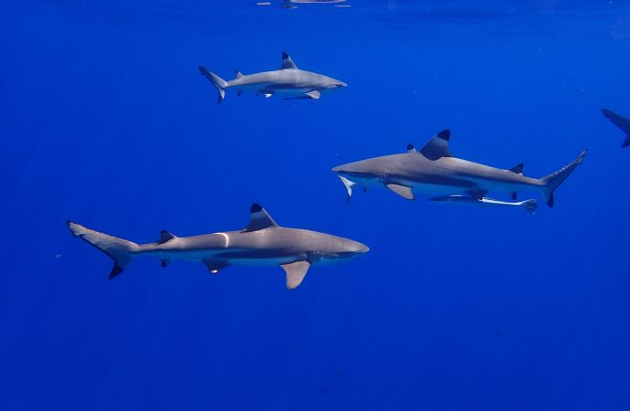 Unmasking the Real Culprit: The Hidden Threats to Shark Biodiversity