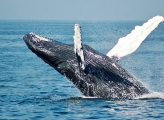 The Role of Whales in Marine Ecosystems