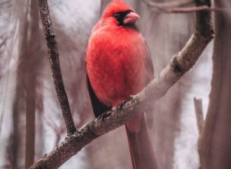 The Strange Effect of Climate Change on Birds and their survival