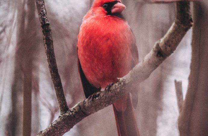 The Strange Effect of Climate Change on Birds and their survival