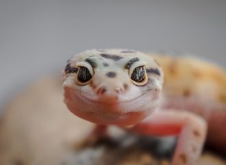 Life Cycle of Lizards From Egg to Adult