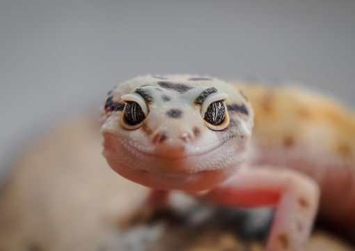 Life Cycle of Lizards From Egg to Adult