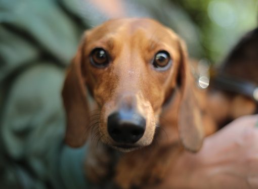 “The Resilience of Pets: Heartwarming Stories of Reunions After Hurricane Harvey”