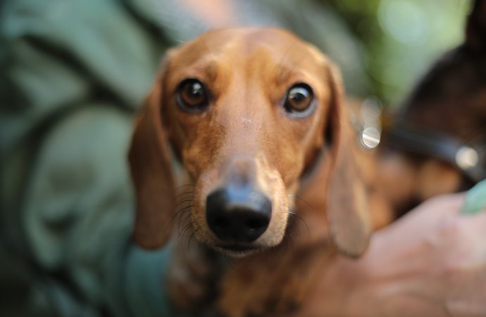 “The Resilience of Pets: Heartwarming Stories of Reunions After Hurricane Harvey”