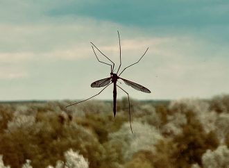 Soap Swap: The Secret to Repelling Mosquitoes