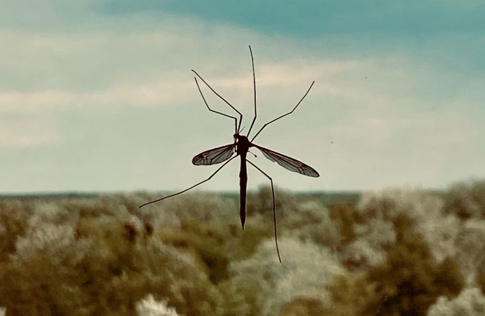 Soap Swap: The Secret to Repelling Mosquitoes