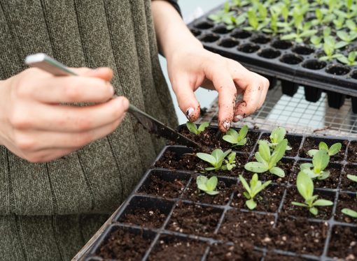 Exploring Different Types of Mulch and Their Benefits for Your Garden