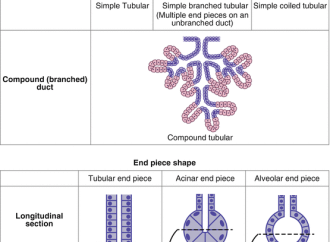 How to Support Your Adrenal Glands for Maximum Energy and Vitality