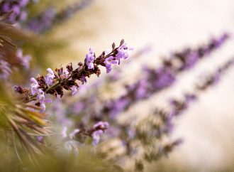 Transforming Your Yard into a Wildlife Haven: A Guide to Planting for Biodiversity