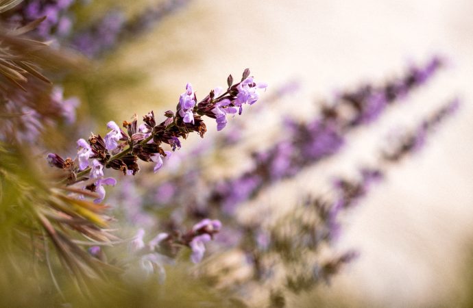 Transforming Your Yard into a Wildlife Haven: A Guide to Planting for Biodiversity