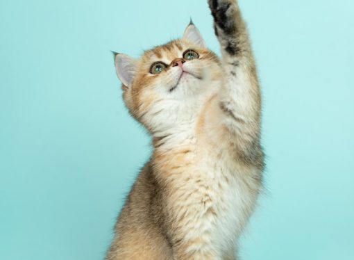 Feline Family Planning Goes High-Tech with Gene Therapy Breakthroughs