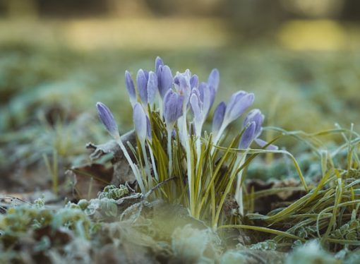 10 Sun-Loving Plants that Thrive in a Sunny Window