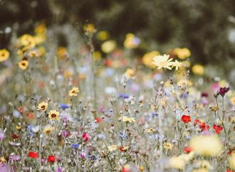 From Butterflies to Birds: Planting Strategies to Attract Various Types of Wildlife