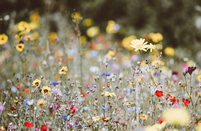 From Butterflies to Birds: Planting Strategies to Attract Various Types of Wildlife