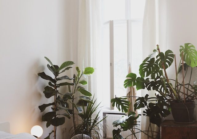 Natural Sleep Aids: The Best Plants to Help You Get a Good Night’s Rest