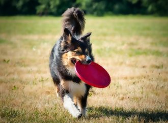 Teach Your Dog New Tricks With These Fun Training Games This Summer