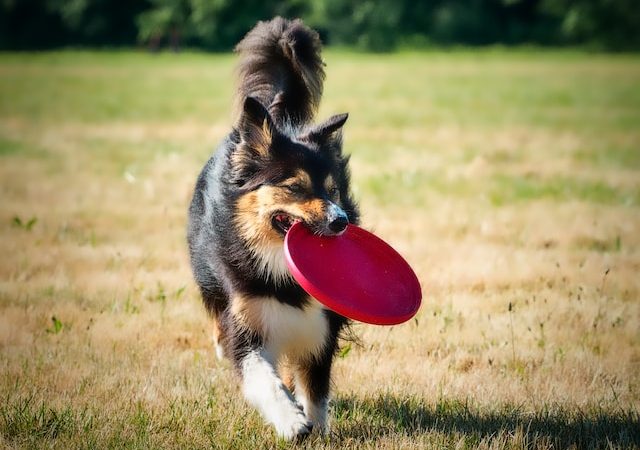 Teach Your Dog New Tricks With These Fun Training Games This Summer