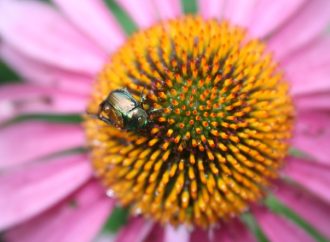 The Top 5 Plants That Thrive in Humidity: Perfect Picks for Your Home