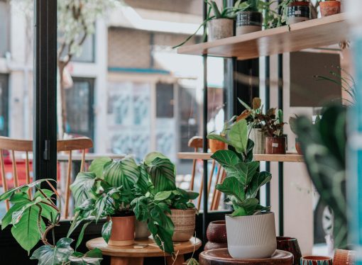 Living Well with Less Effort: Discover the Best i0 Low-Maintenance Houseplants for a Stress-Free Home