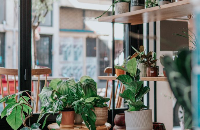 Living Well with Less Effort: Discover the Best i0 Low-Maintenance Houseplants for a Stress-Free Home