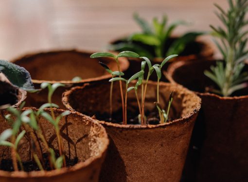 From Lawn to Garden: The Transition to Sustainable Landscaping