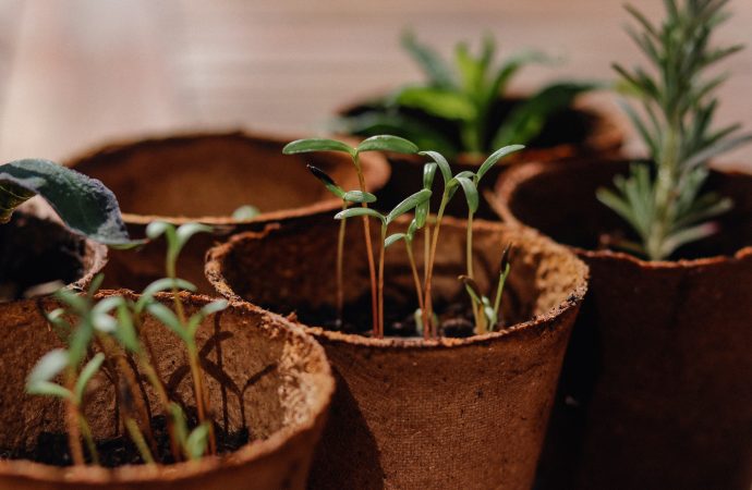 From Lawn to Garden: The Transition to Sustainable Landscaping