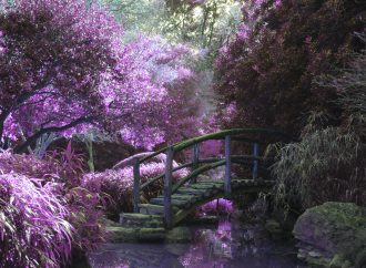 Get Your Green Thumb: The Top 5 Plants for Beginner Gardeners