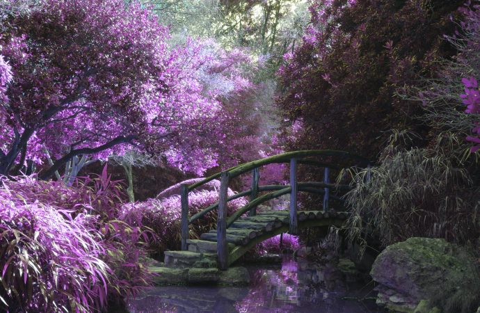 Get Your Green Thumb: The Top 5 Plants for Beginner Gardeners