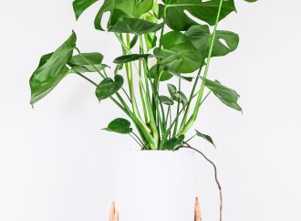 A Comprehensive List of the Most Popular Houseplants and Their Unique Care Requirements