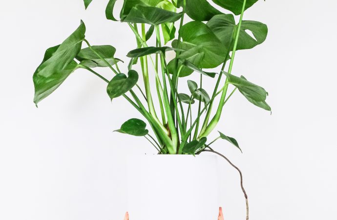 A Comprehensive List of the Most Popular Houseplants and Their Unique Care Requirements