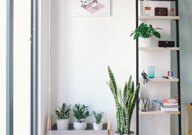 The Ultimate Guide to Making a Beautiful Terrarium from Scratch