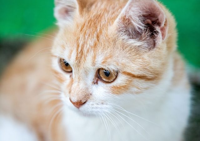 The Healing Power of Purring How Cats Can Improve Your Health