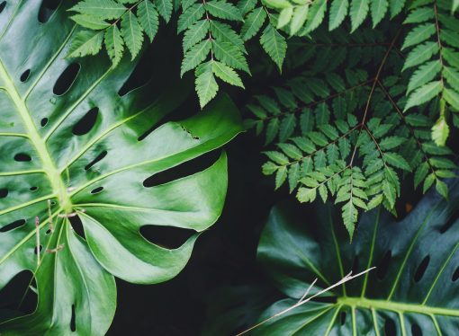 Plants as Natural Stress Relievers: How They Can Help You Relax and Unwind