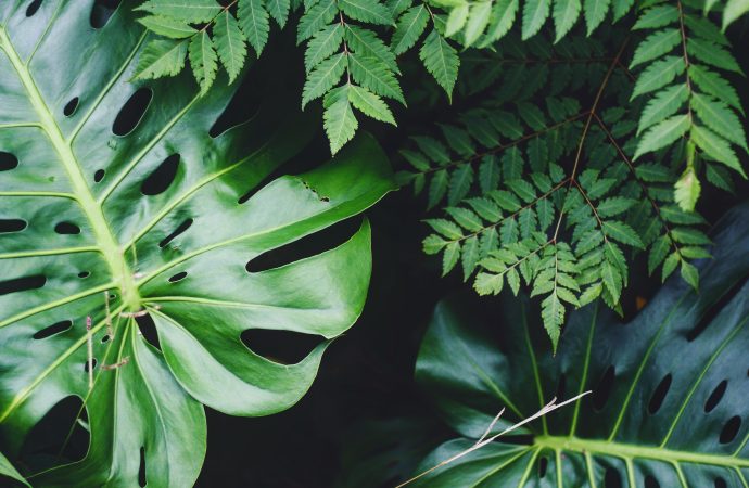 Plants as Natural Stress Relievers: How They Can Help You Relax and Unwind